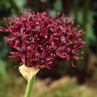 Allium atropurpureum  Photo: J. Amand